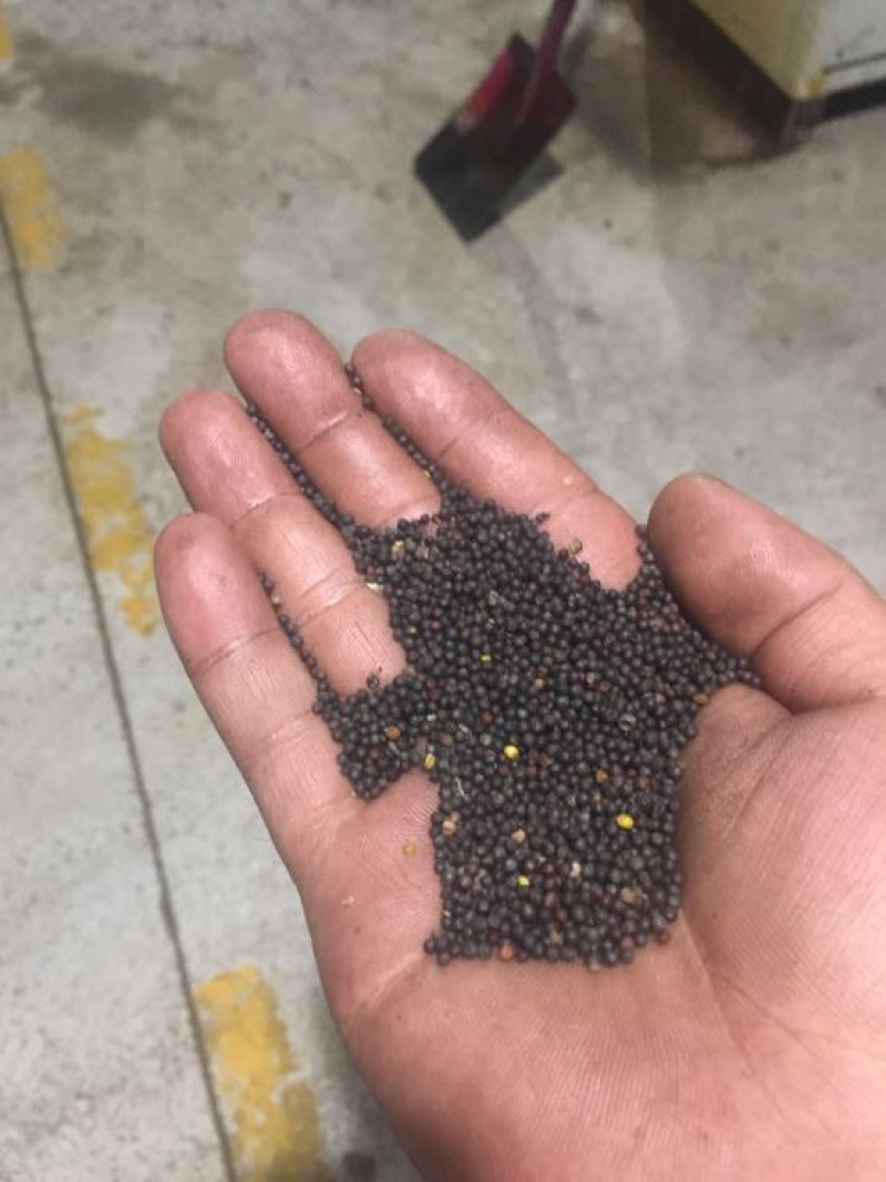 油菜籽