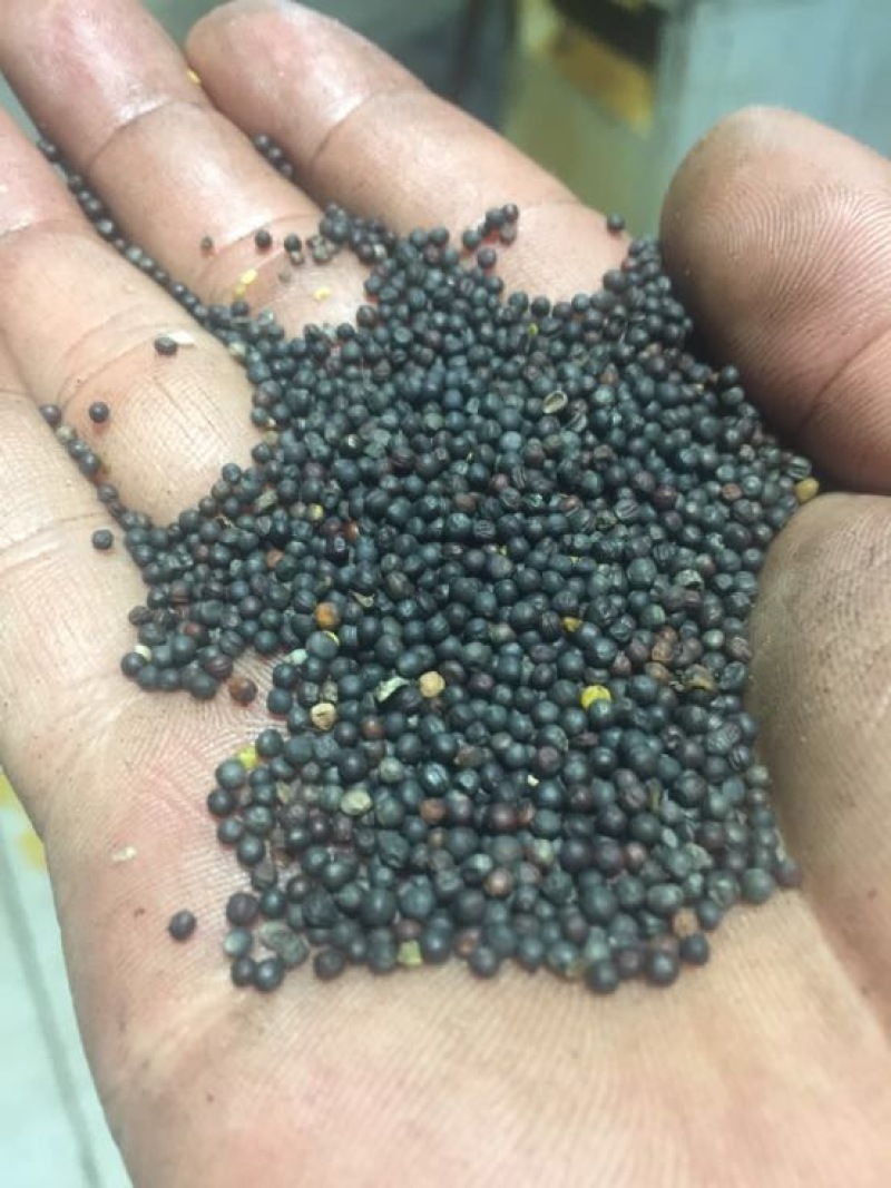 油菜籽