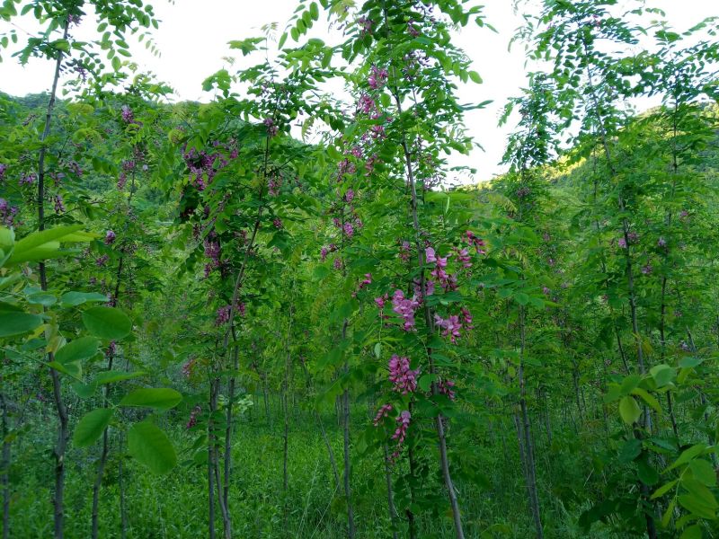 香花槐树苗80cm以上