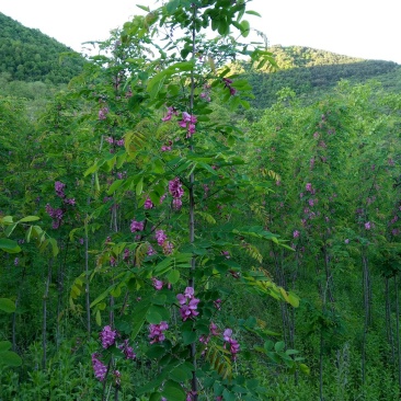 香花槐树苗80cm以上