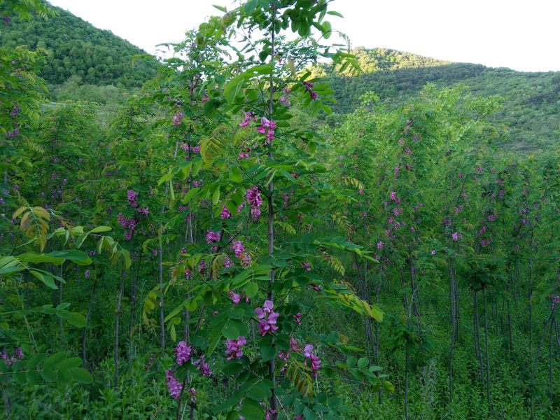 香花槐树苗80cm以上