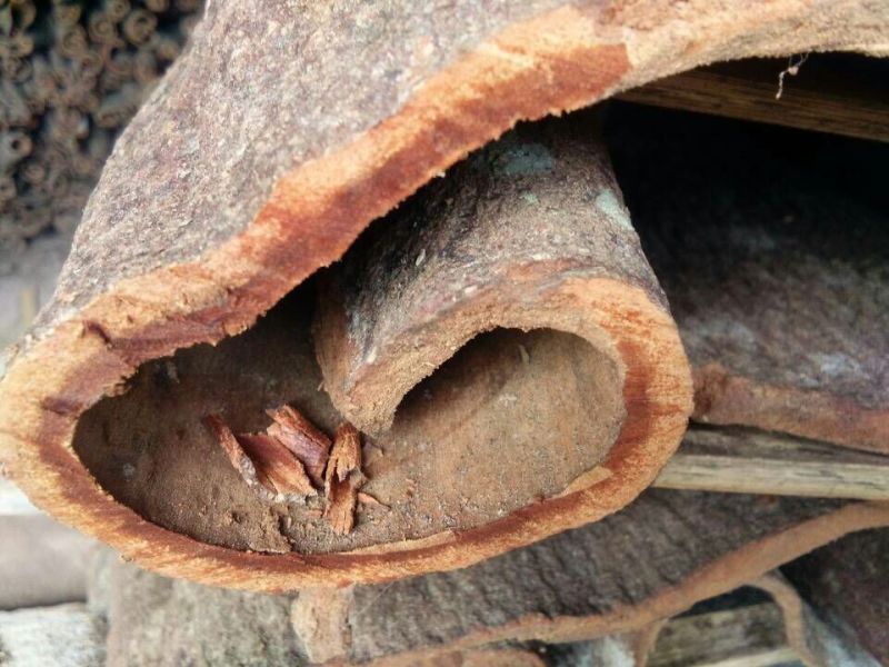 桂皮散装一级