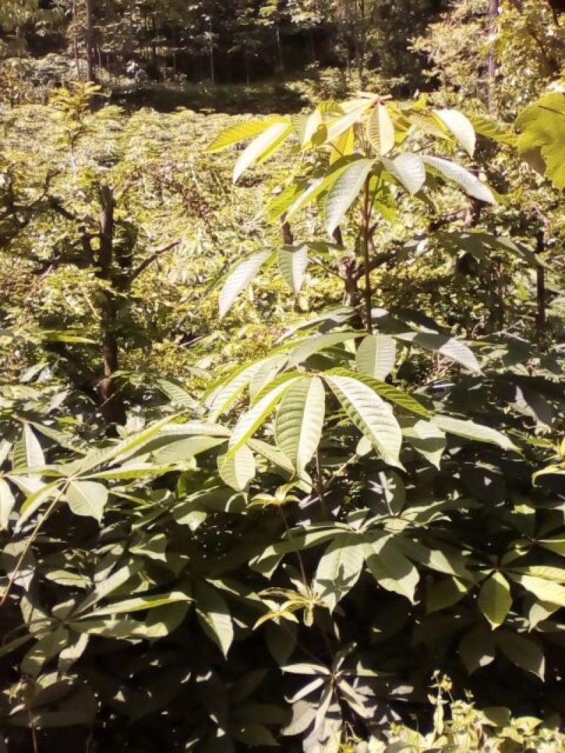 七叶树苗七叶树苗七叶树七叶树苗七叶树苗七叶树