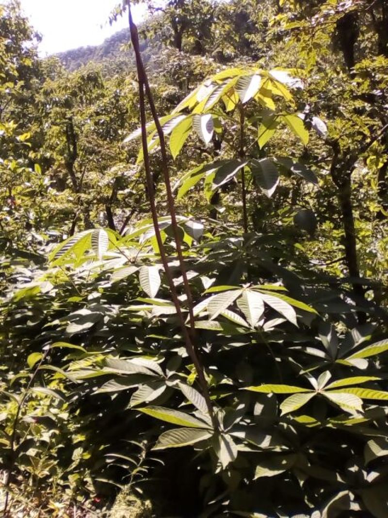 七叶树苗七叶树苗七叶树七叶树苗七叶树苗七叶树