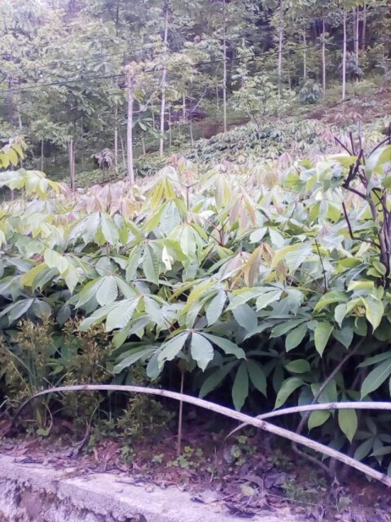 七叶树苗七叶树苗七叶树苗七叶树苗七叶树苗七叶树苗