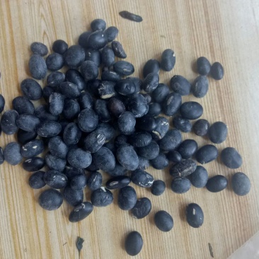 乌皮青仁豆袋装