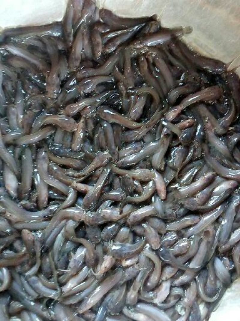 胡子鲶苗