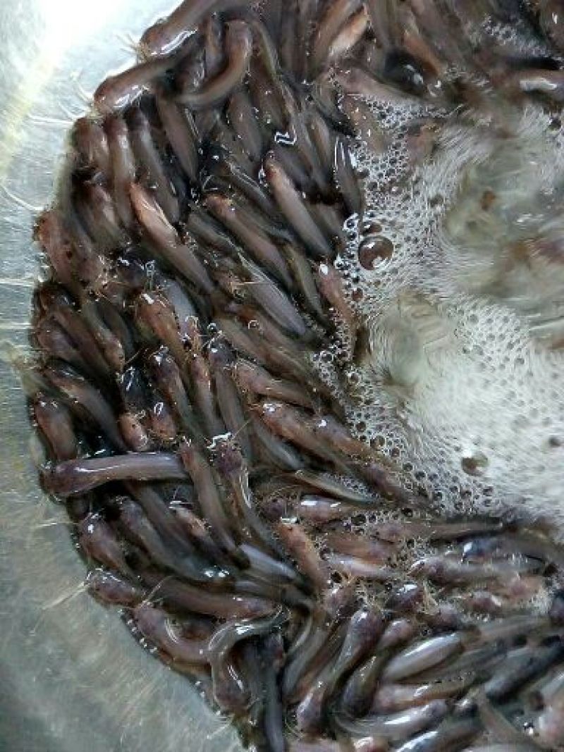 胡子鲶苗