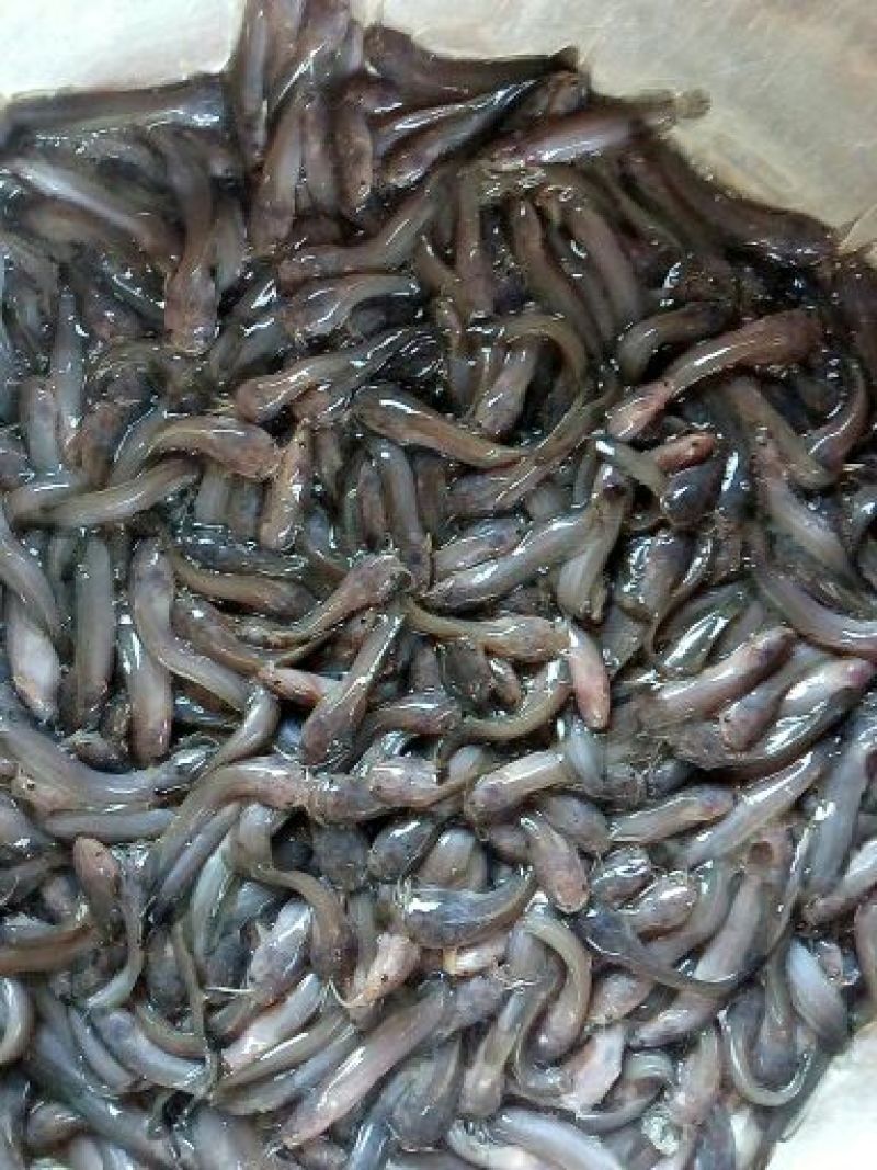胡子鲶苗