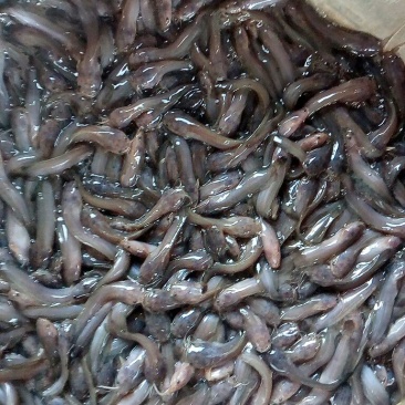 胡子鲶苗