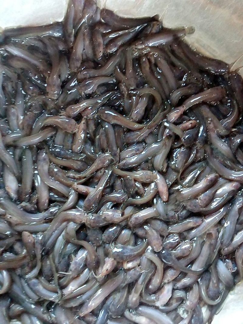 胡子鲶苗