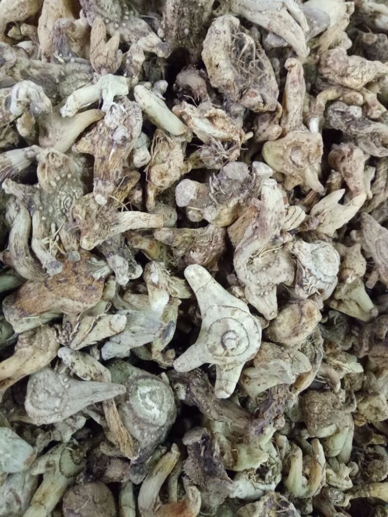优质白芨量大从优精品保证一手货源之选批发