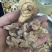 优质白芨量大从优精品保证一手货源之选批发