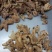优质白芨量大从优精品保证一手货源之选批发