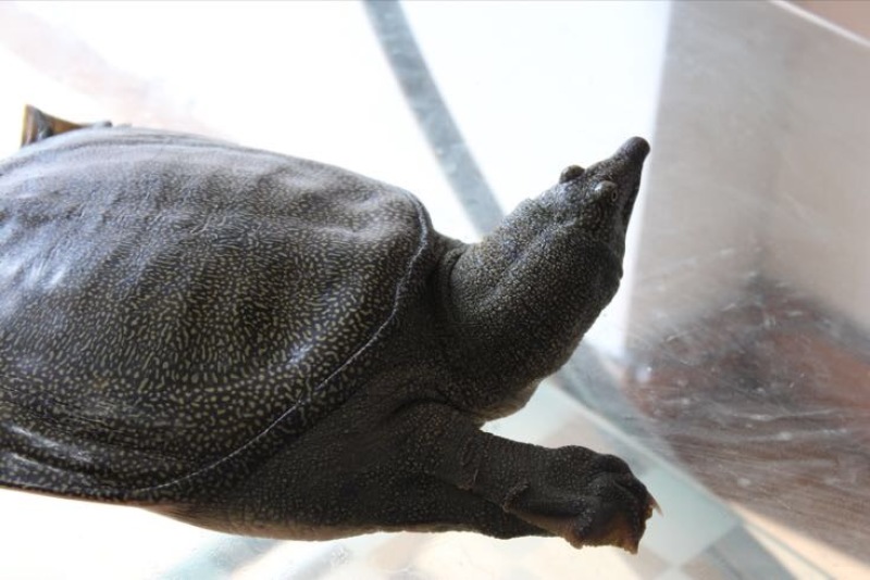 生态甲鱼