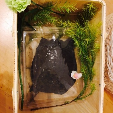 生态甲鱼
