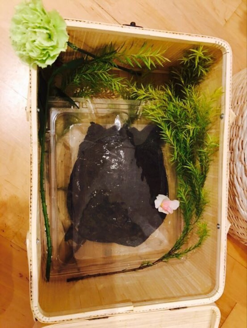 生态甲鱼