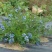 北陆蓝莓鲜果4~6mm以上