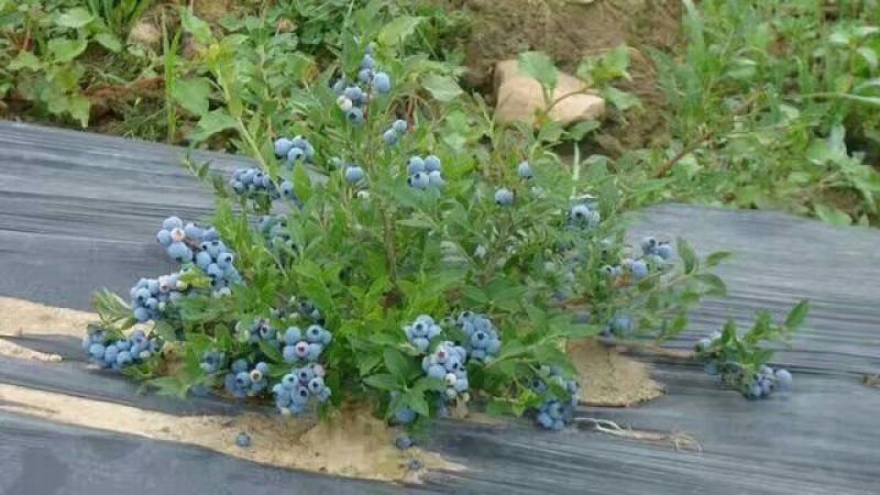 北陆蓝莓鲜果4~6mm以上