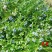 北陆蓝莓鲜果4~6mm以上