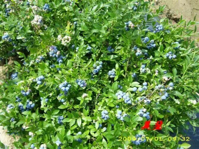 北陆蓝莓鲜果4~6mm以上