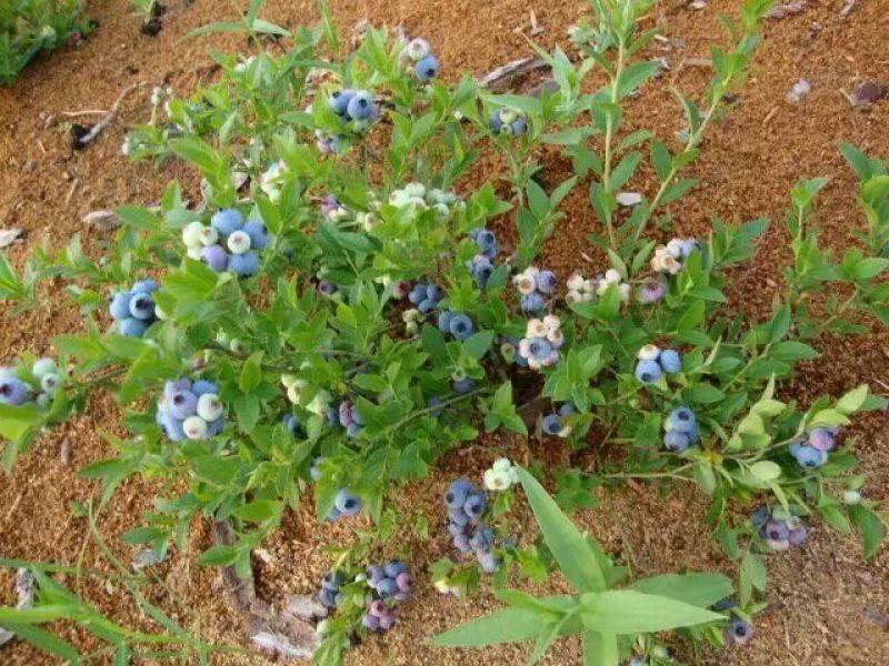 北陆蓝莓鲜果4~6mm以上