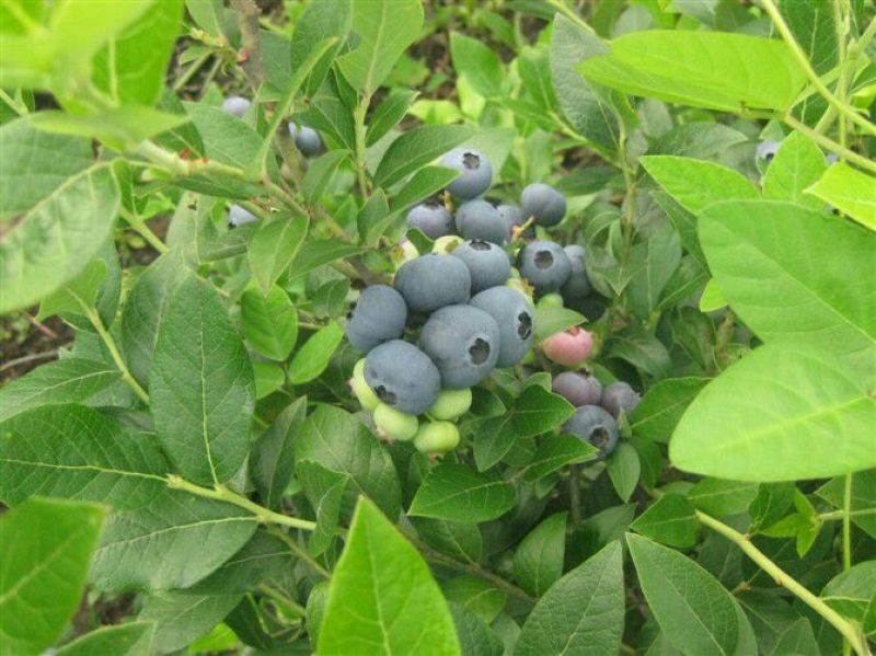 北陆蓝莓鲜果4~6mm以上