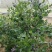 北陆蓝莓鲜果4~6mm以上