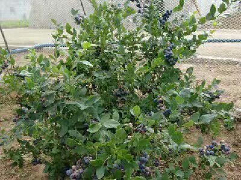 北陆蓝莓鲜果4~6mm以上