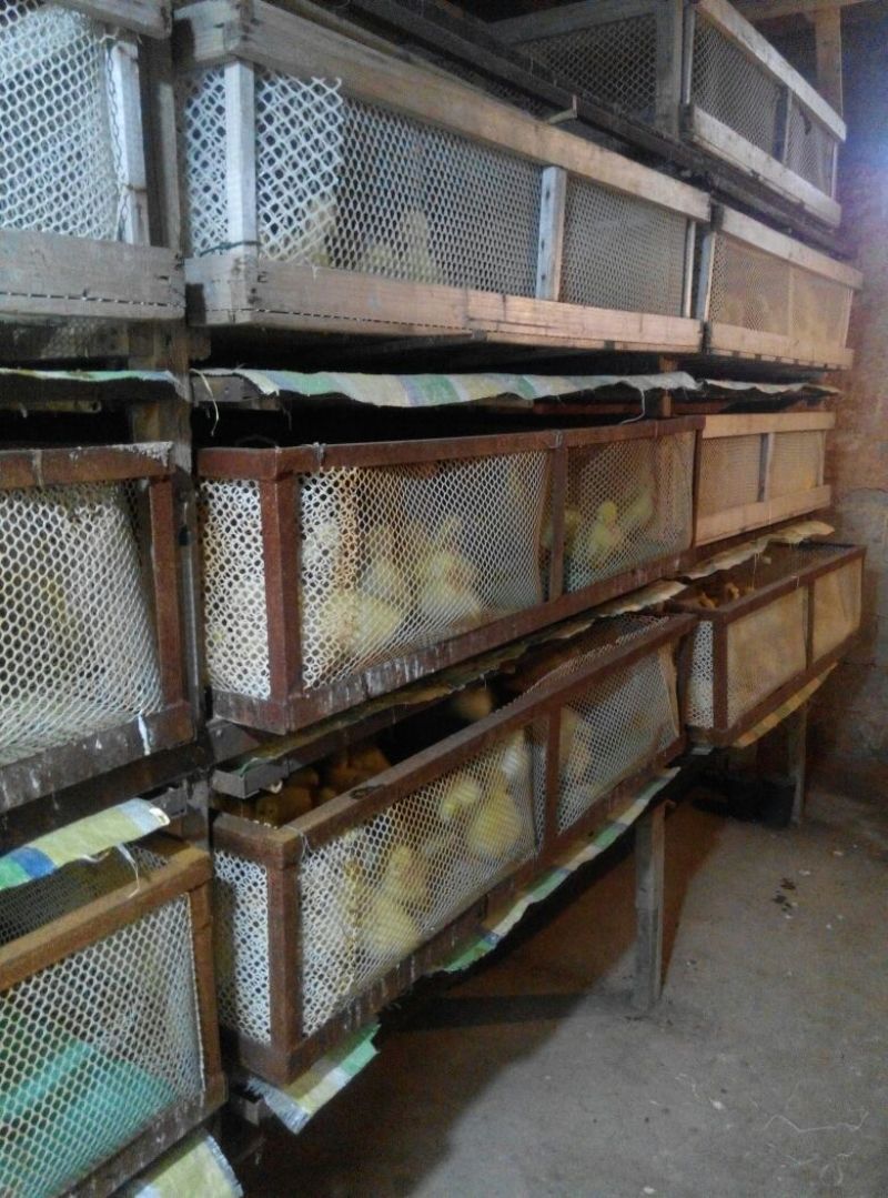 皖西白鹅苗250g以下