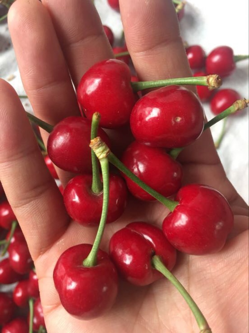 美早樱桃