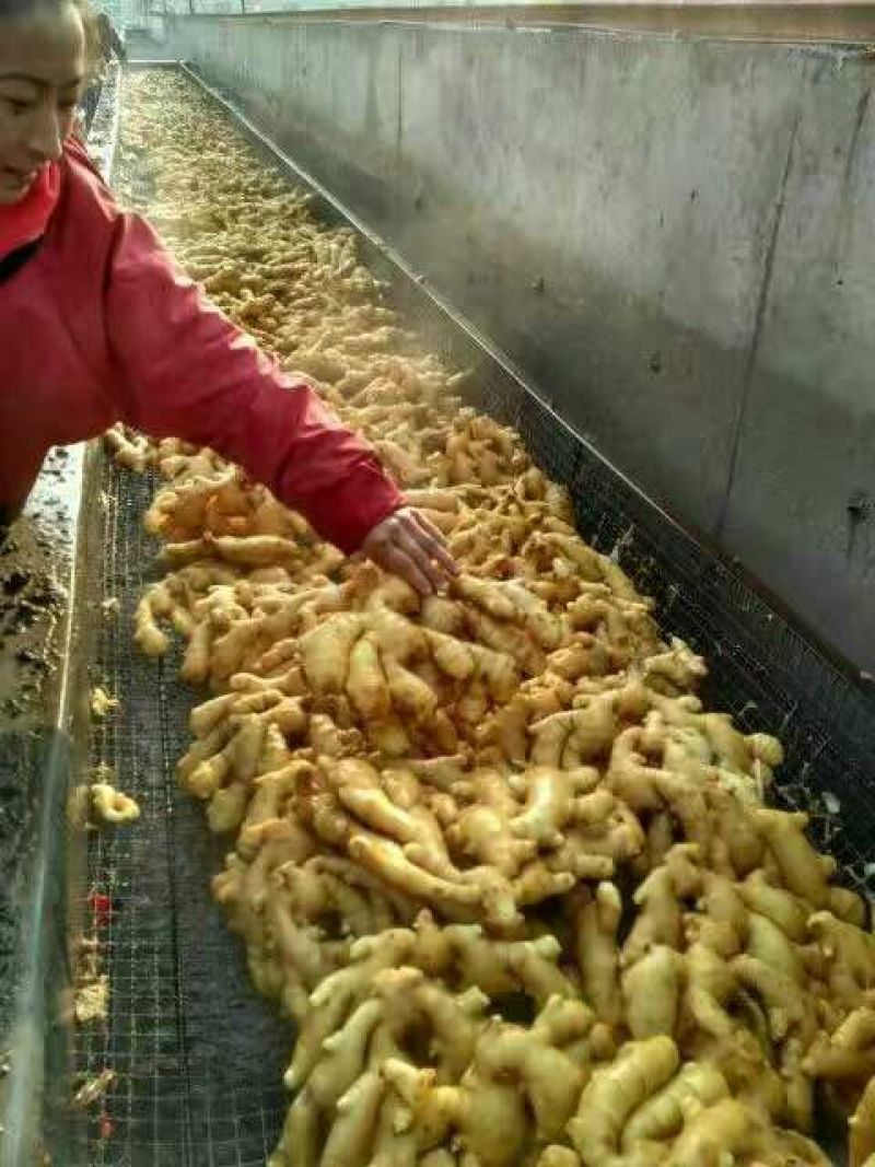 大黄姜批发产地(小黄姜批发)保质保量坏烂包赔全国发货