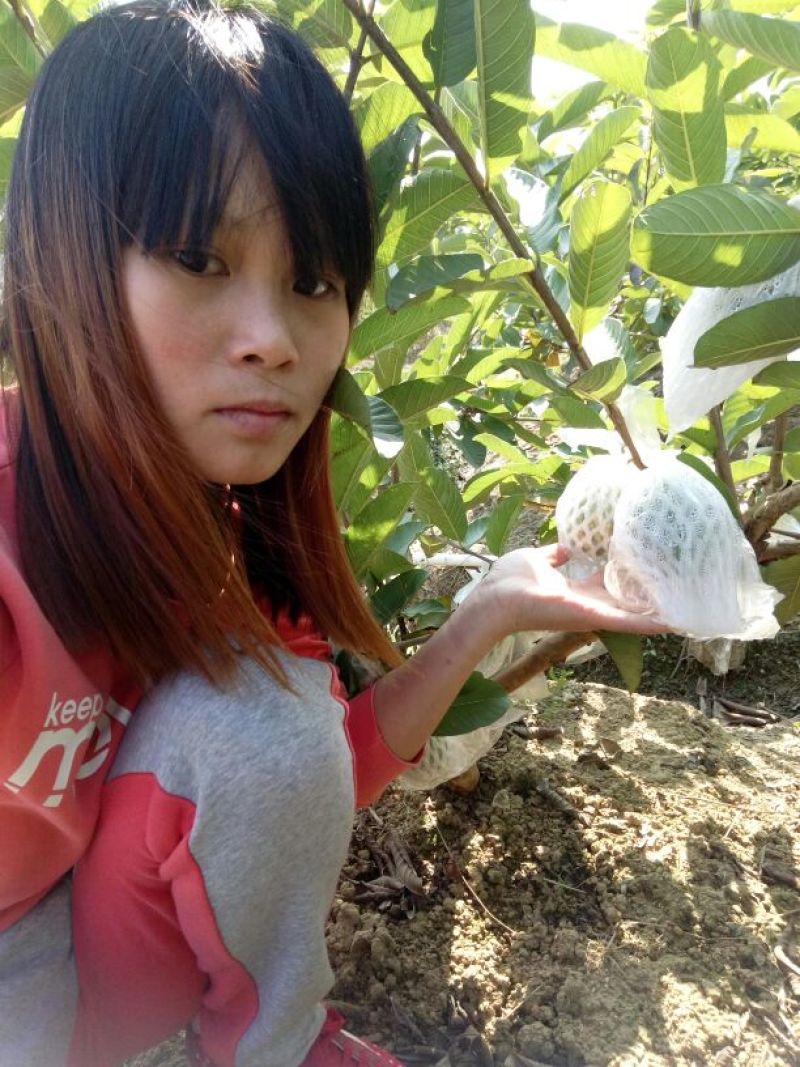 西瓜番石榴苗番石榴苗、四季番石榴