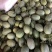 山东章丘西州蜜25号山东哈密瓜各种规格产地热销中