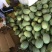 山东章丘西州蜜25号山东哈密瓜各种规格产地热销中