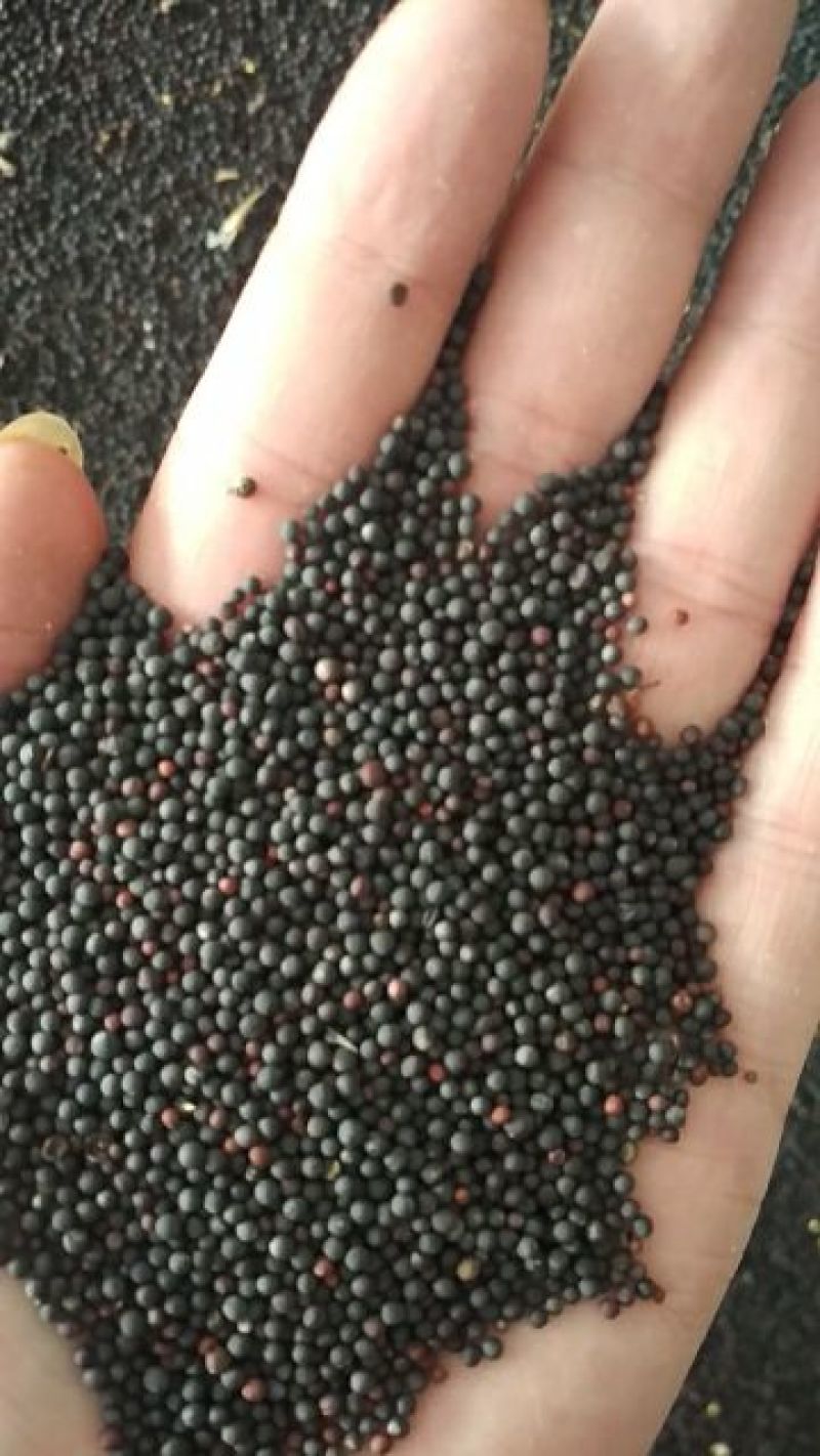 油菜籽2026年四川绵阳本地油菜高含油高介酸欢迎联系