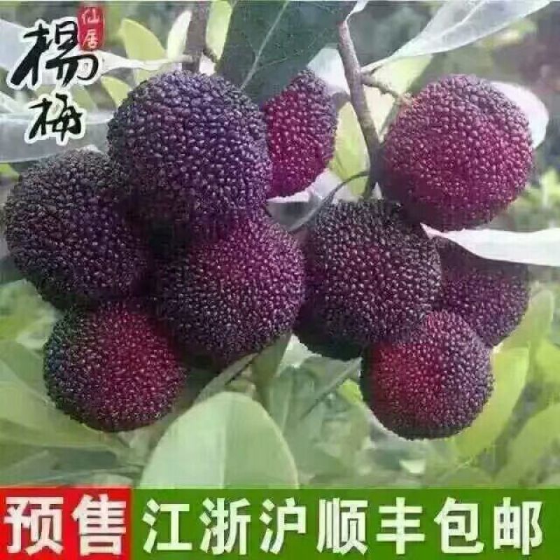仙居杨梅5~6cm