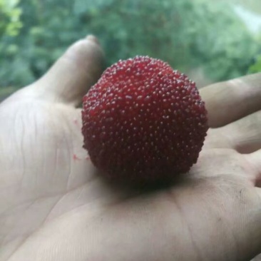 仙居杨梅5~6cm