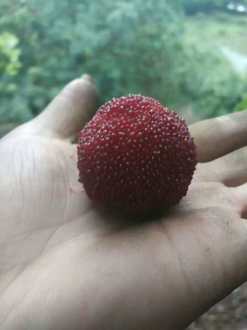 仙居杨梅5~6cm