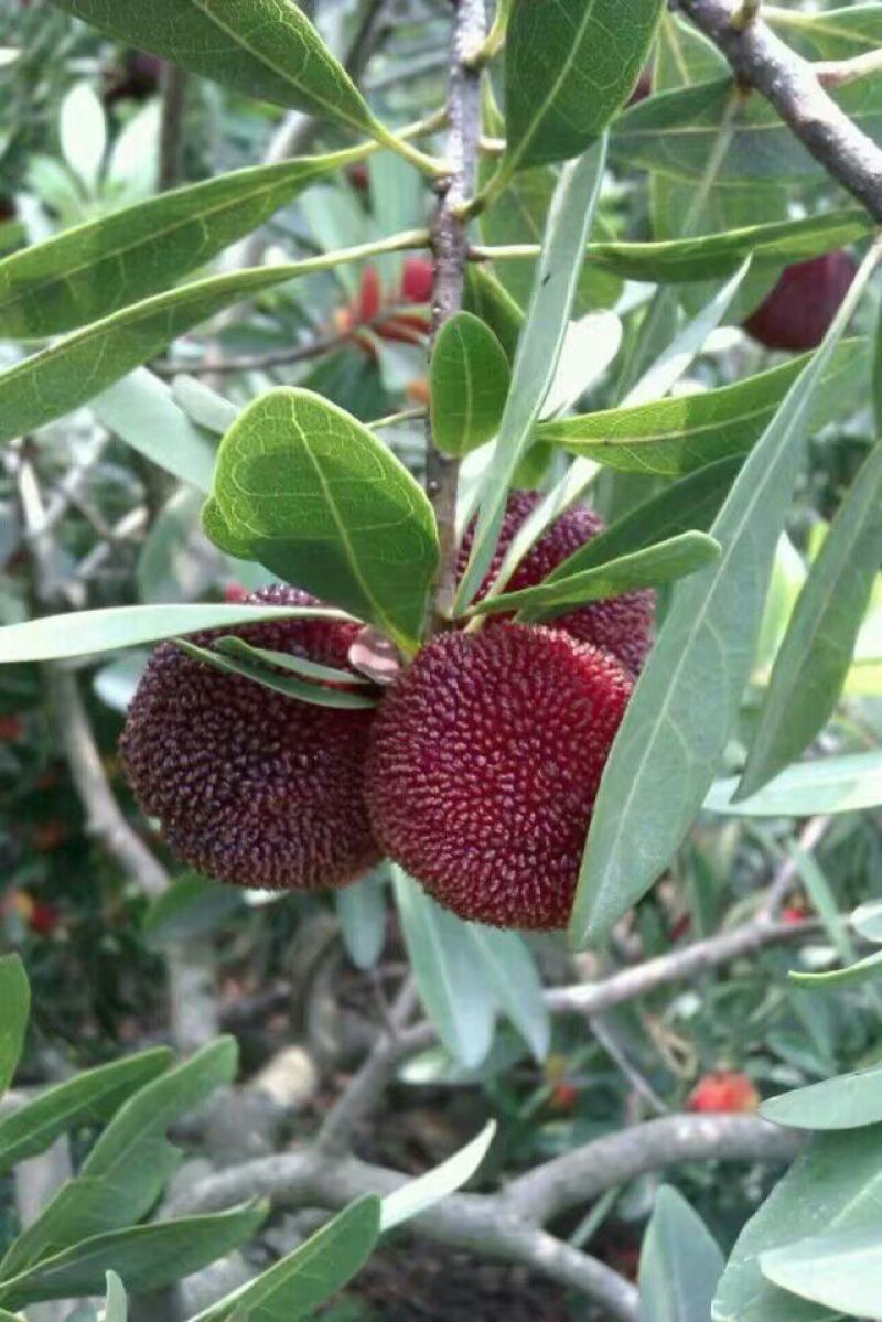 大粒紫杨梅2.5~3cm
