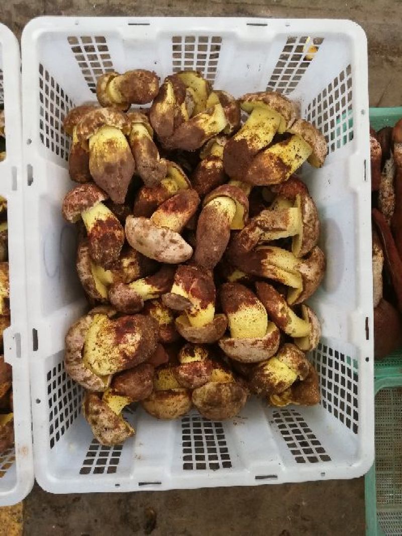 野生菌二级