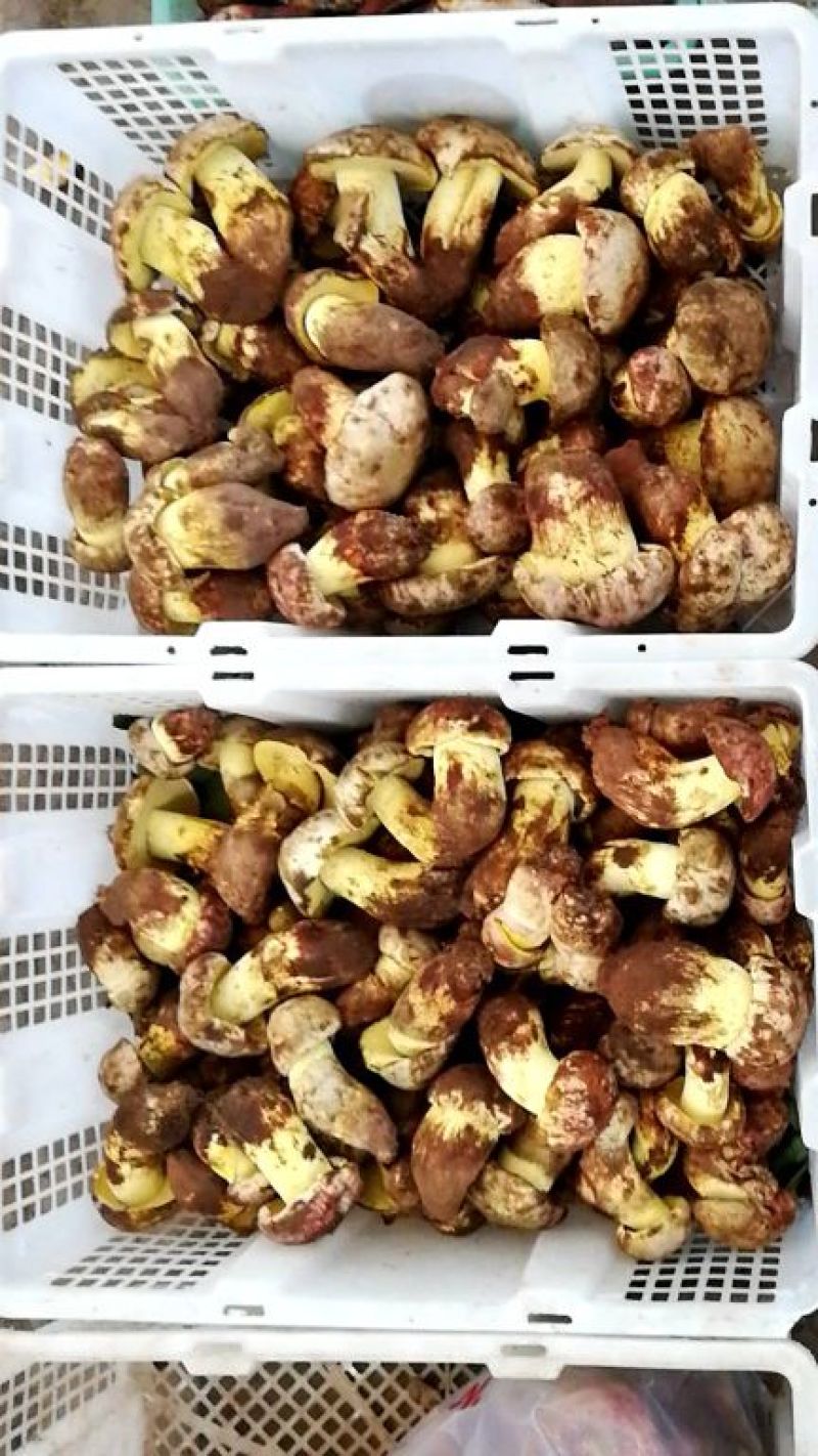 野生菌二级