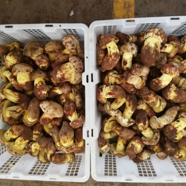 野生菌二级