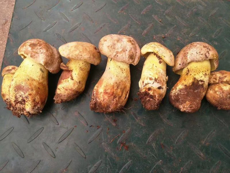 野生菌二级
