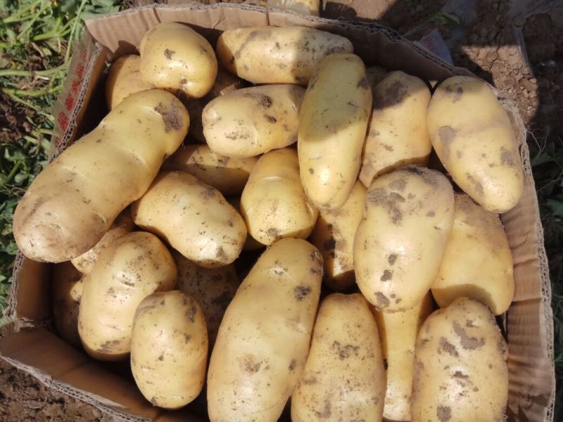 大量荷兰十五土豆上市中。光色鲜艳个大，品质优