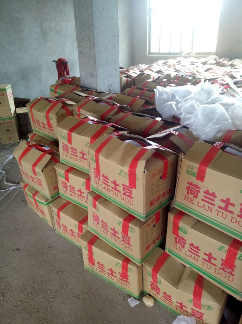 河南荷兰十五土豆精品货量充足，质量保障。