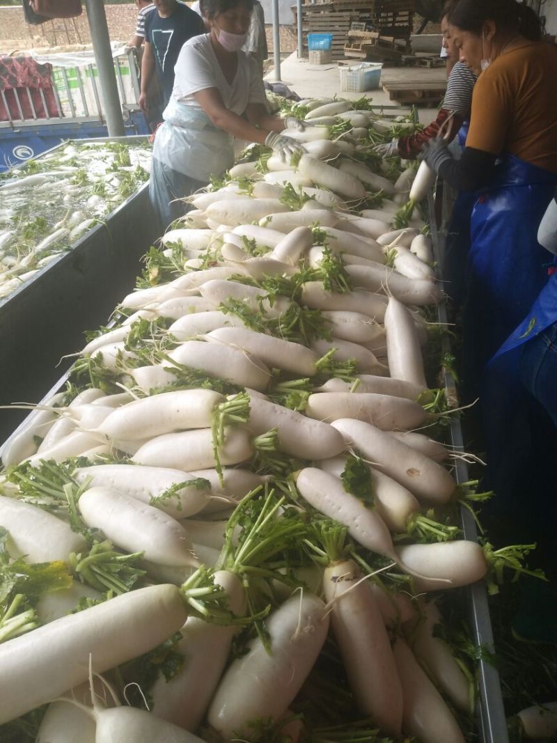 精品白萝卜，市场一年四季大量供货，产地直销
