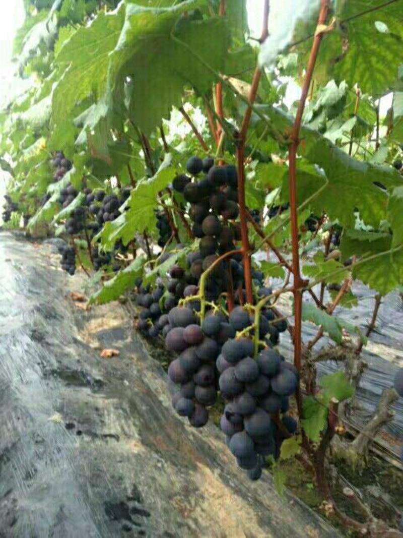 【优选】山东巨峰葡萄，大量供应，产地一手货源，保质保量