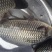 湘云鲫