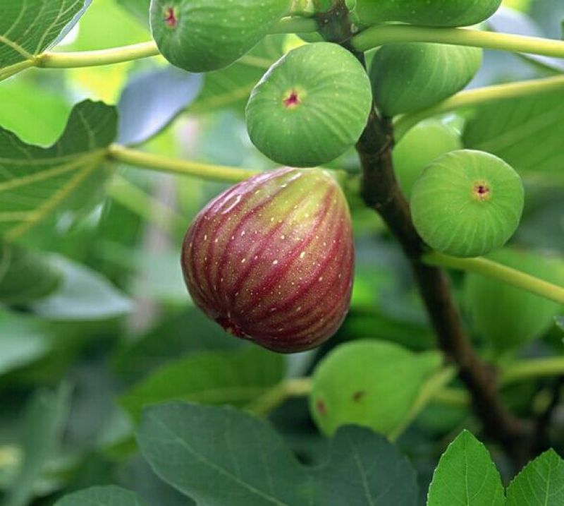 优质无花果青皮无花果苗自家种植80cm以上